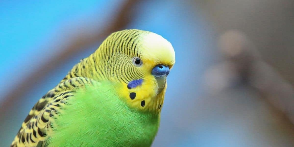 Is it OK to have just one budgie?