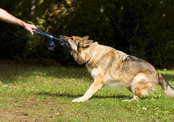 Is it OK to play tug of war with a dog?