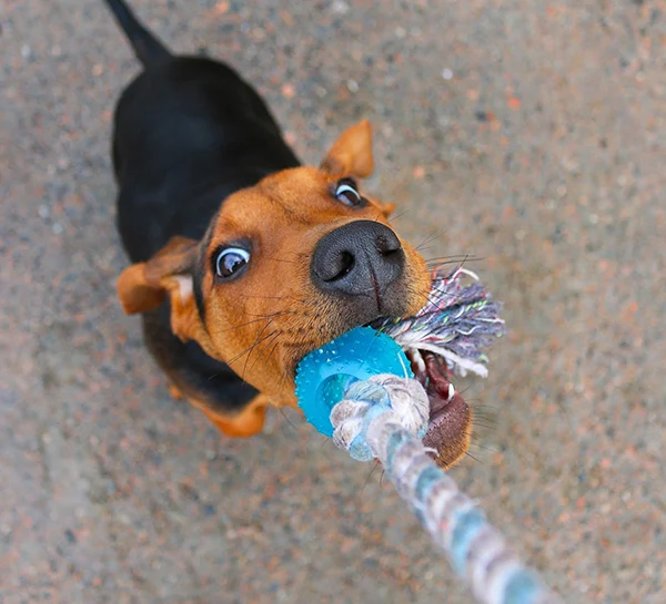 Is it a good idea to play tug of war with your dog?