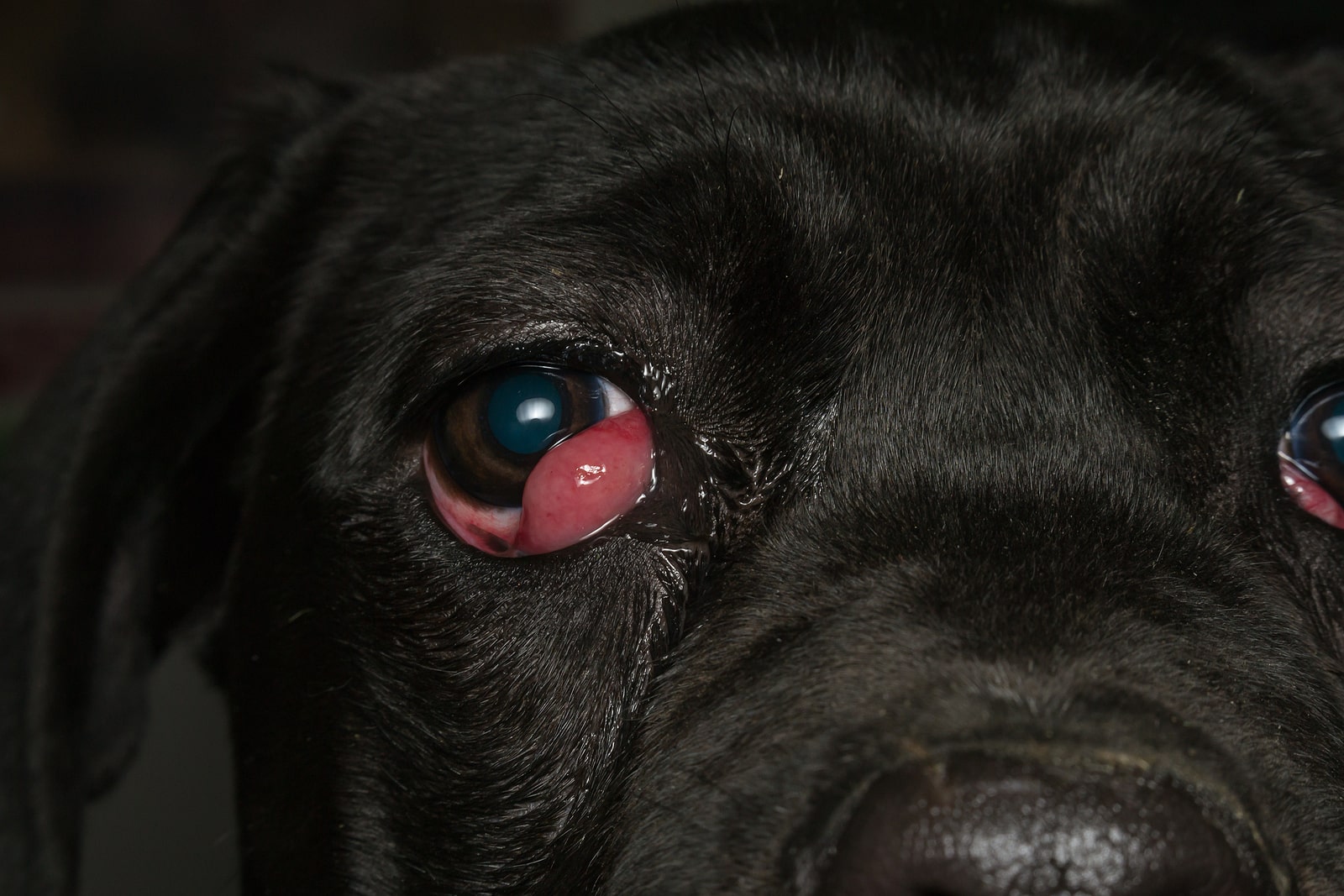 Is it better to remove cherry eye?