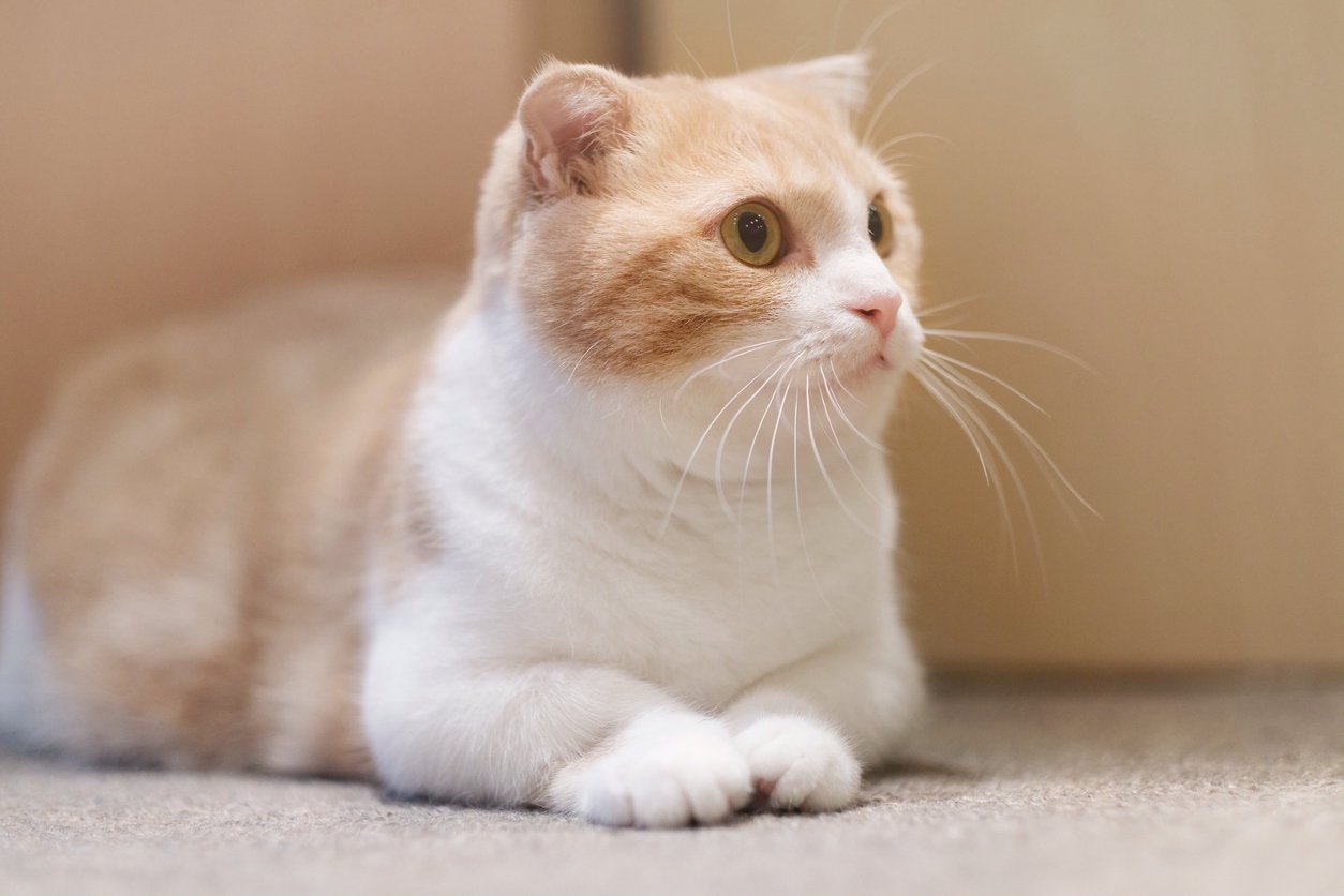 Is it cruel to have a Munchkin Cat?