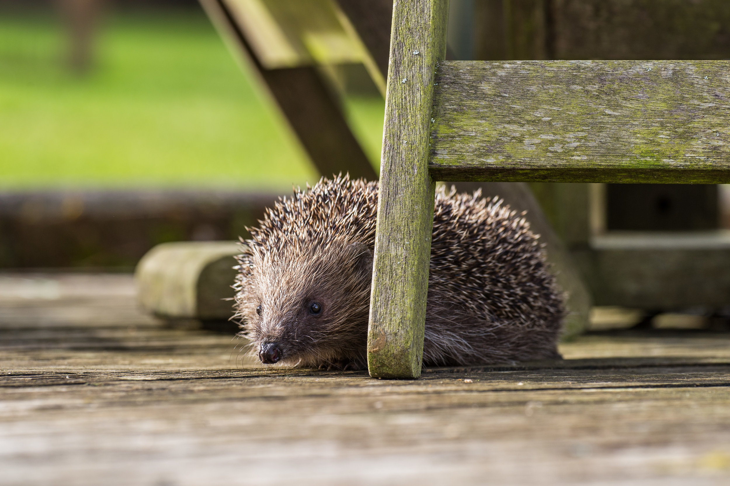Is it cruel to keep hedgehogs as pets?