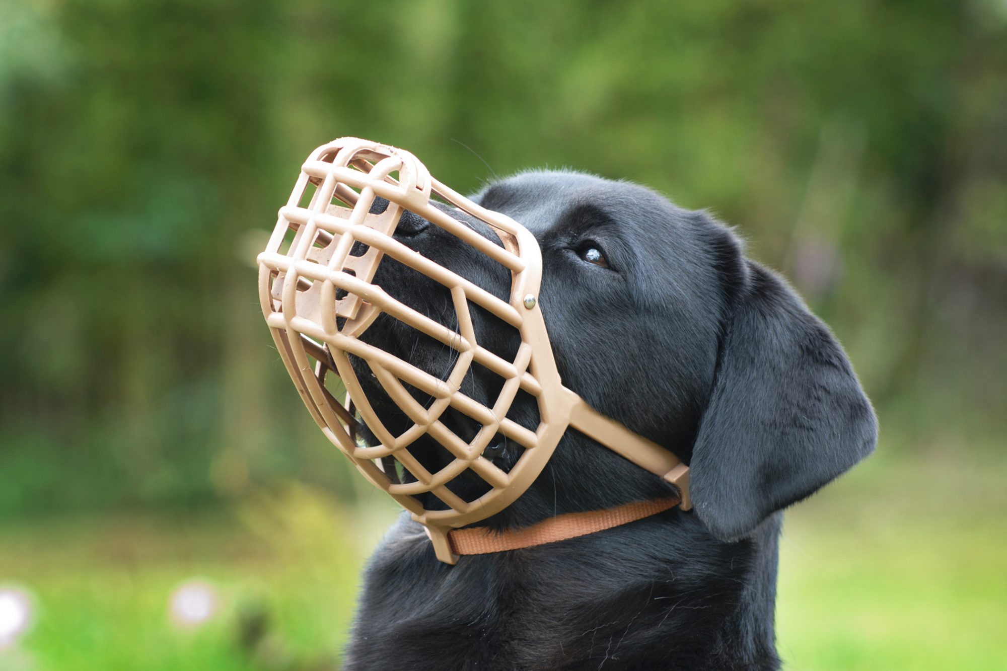 Is it cruel to put a muzzle on your dog?