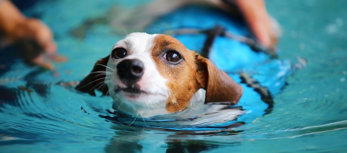 Is it easy for dogs to swim?