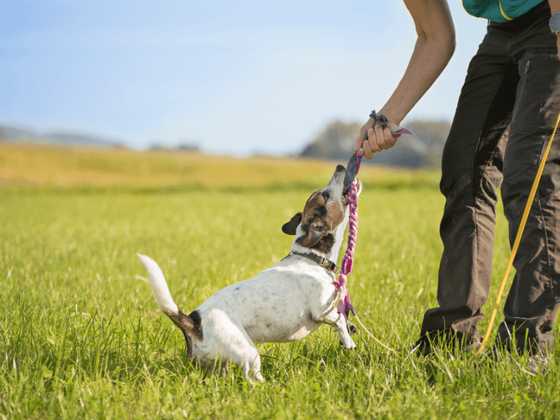 Is it good to play tug of war with your dog?