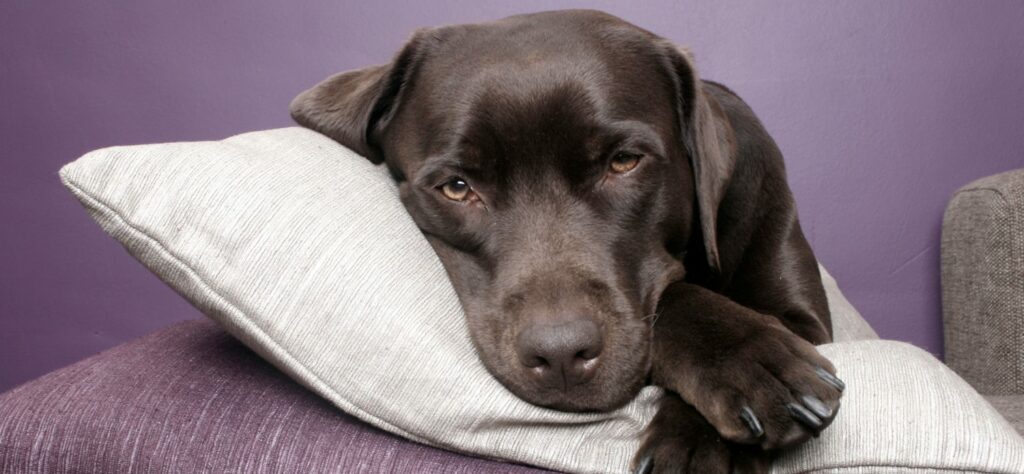 Is it hard to get rid of Giardia in dogs?