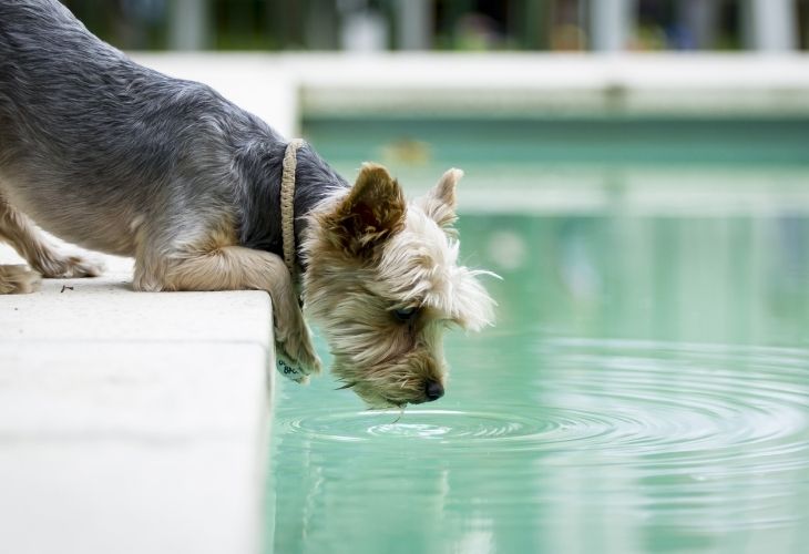 Is it harmful for dogs to drink pool water?