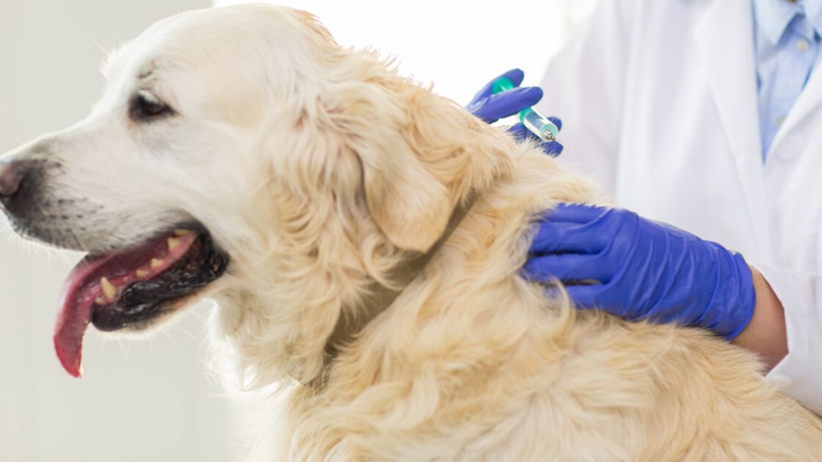 Is it really necessary to vaccinate dogs every year?