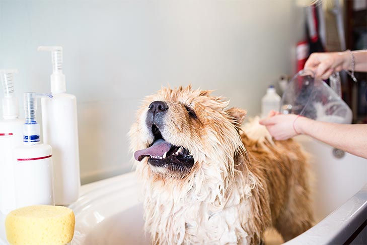 Is it safe to give dog shower everyday?