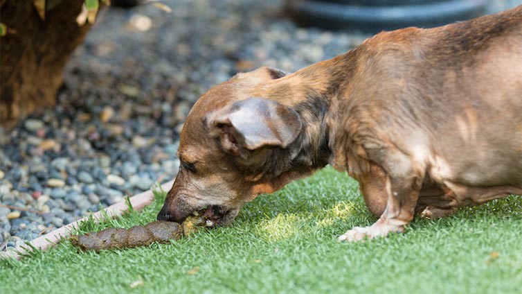 Is meat tenderizer toxic to dogs?