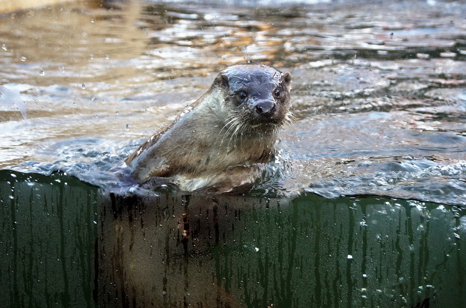 Is otter fur soft?