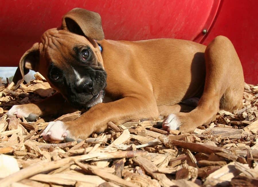Is pine shavings safe for dogs?