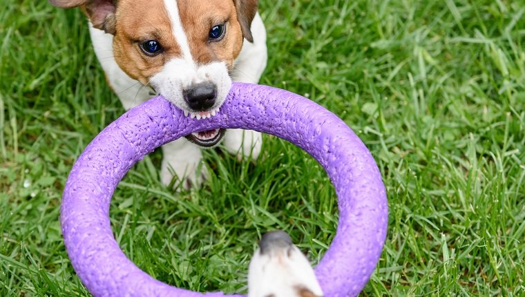 Is playing tug of war with your dog good?