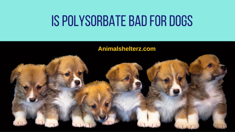 Is polysorbate bad for dogs?