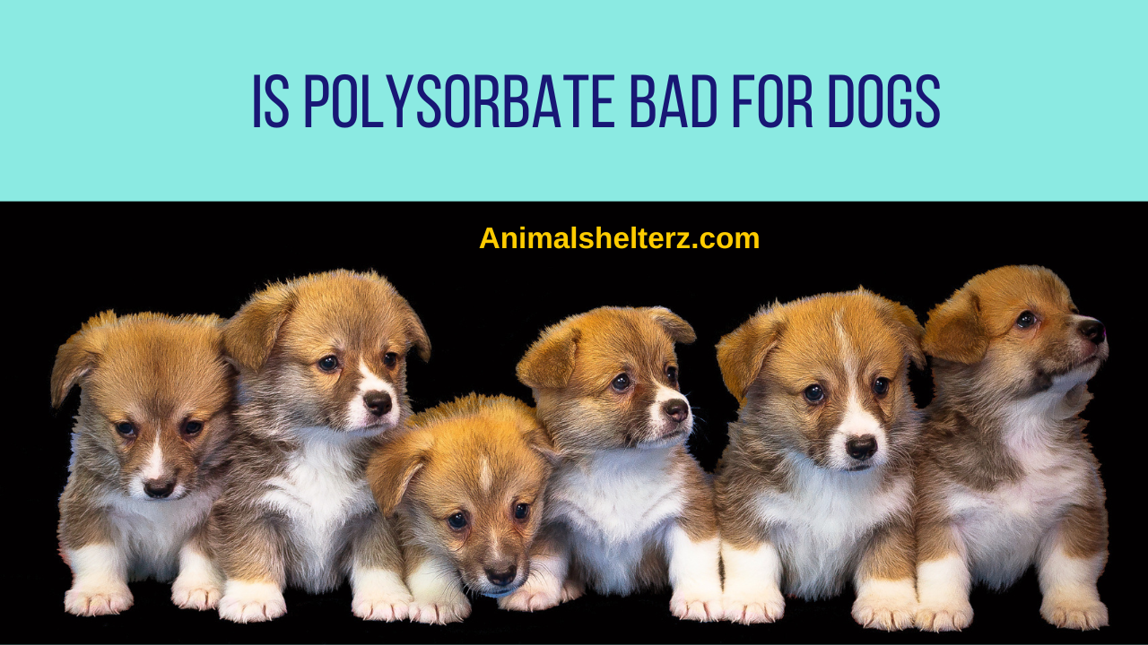 Is polysorbate bad for dogs