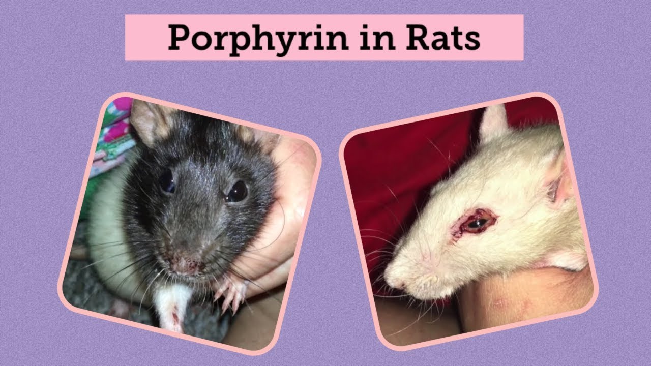 Is porphyrin in rats normal?