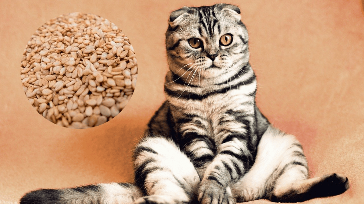 Is sesame toxic to cats?