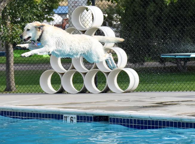 Is swimming hard for dogs?