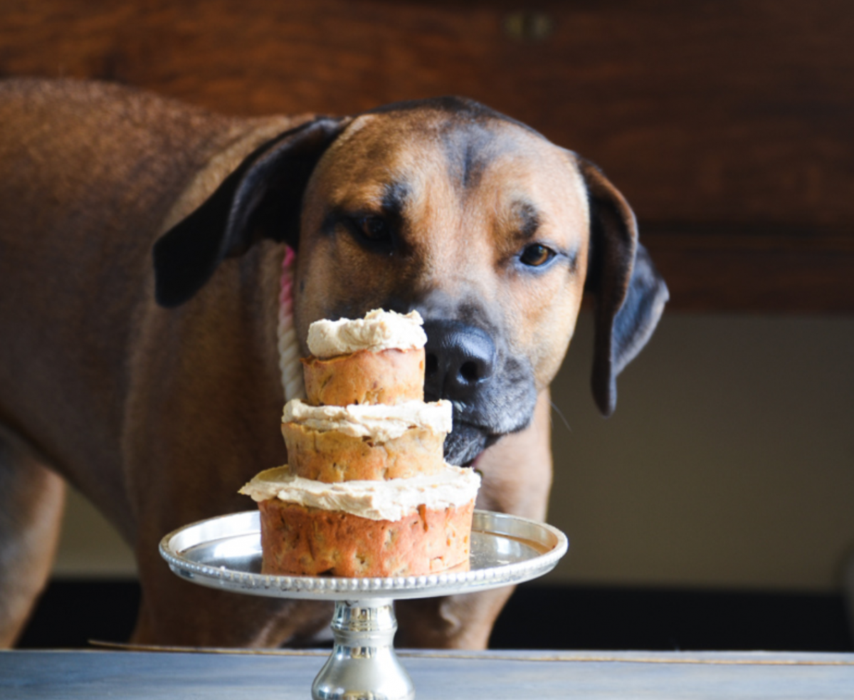 Is there a cake that humans and dogs can eat?
