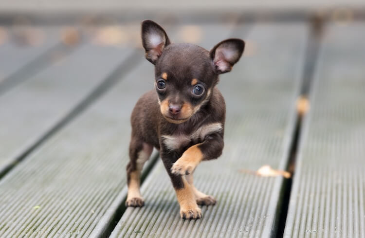 Is there a dog smaller than a teacup?