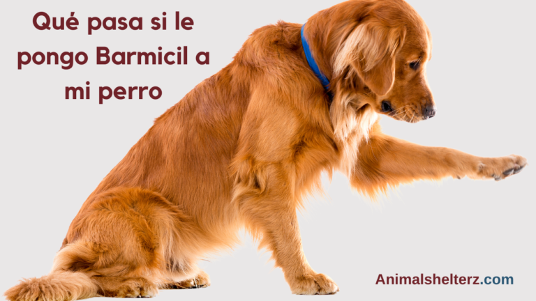 ¿Qué pasa si le pongo Barmicil a mi perro?