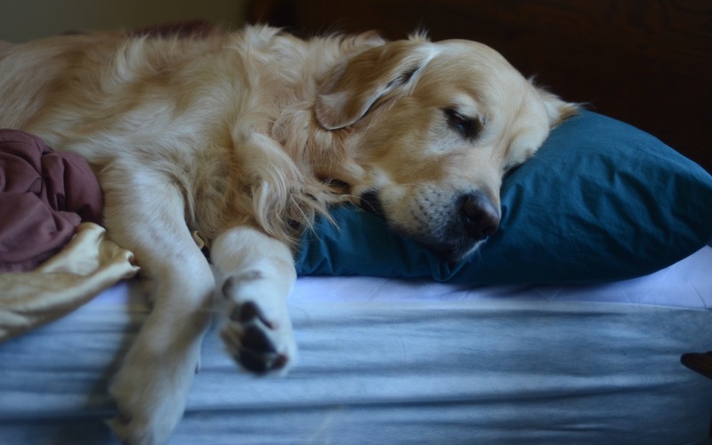 Should I worry if my dog snores?