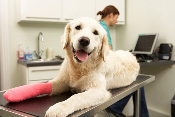What antibiotic ointment is safe for dogs?