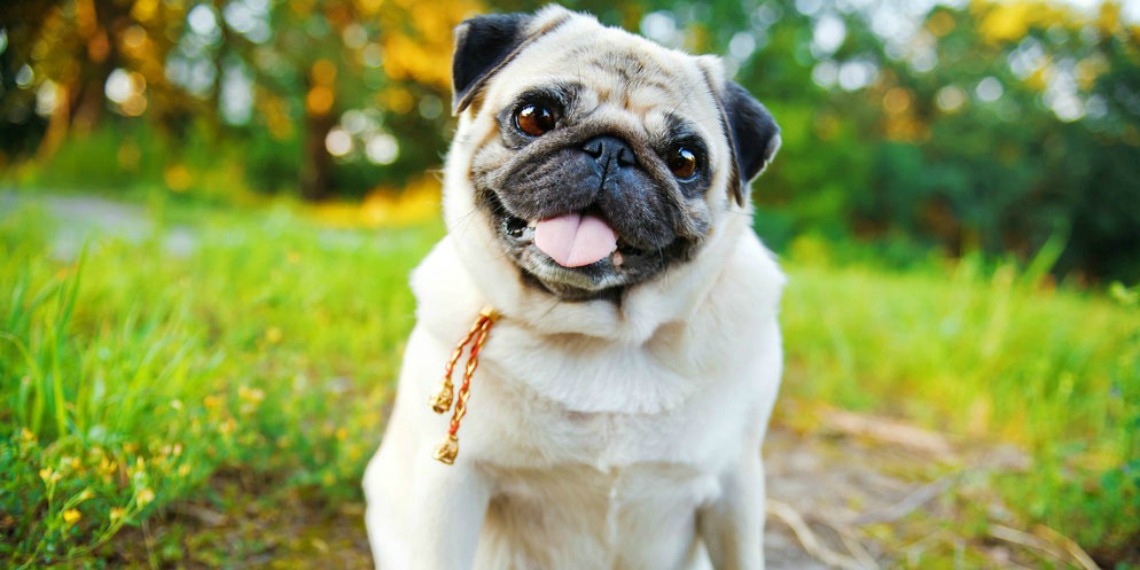 What are 3 interesting facts about pugs?