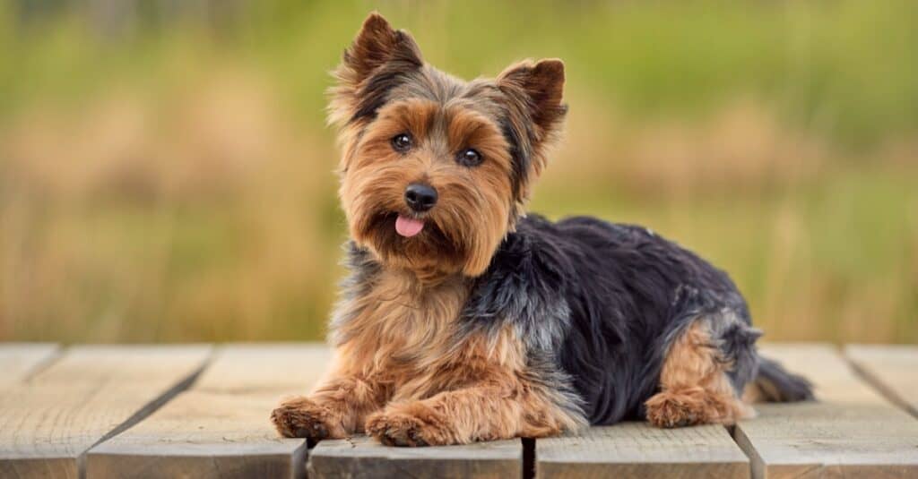 What are Yorkies bred to do?