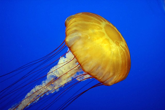 What are all the types of jellyfish?