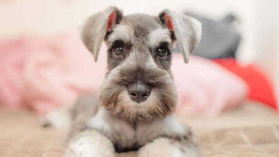 What are miniature schnauzers good for?