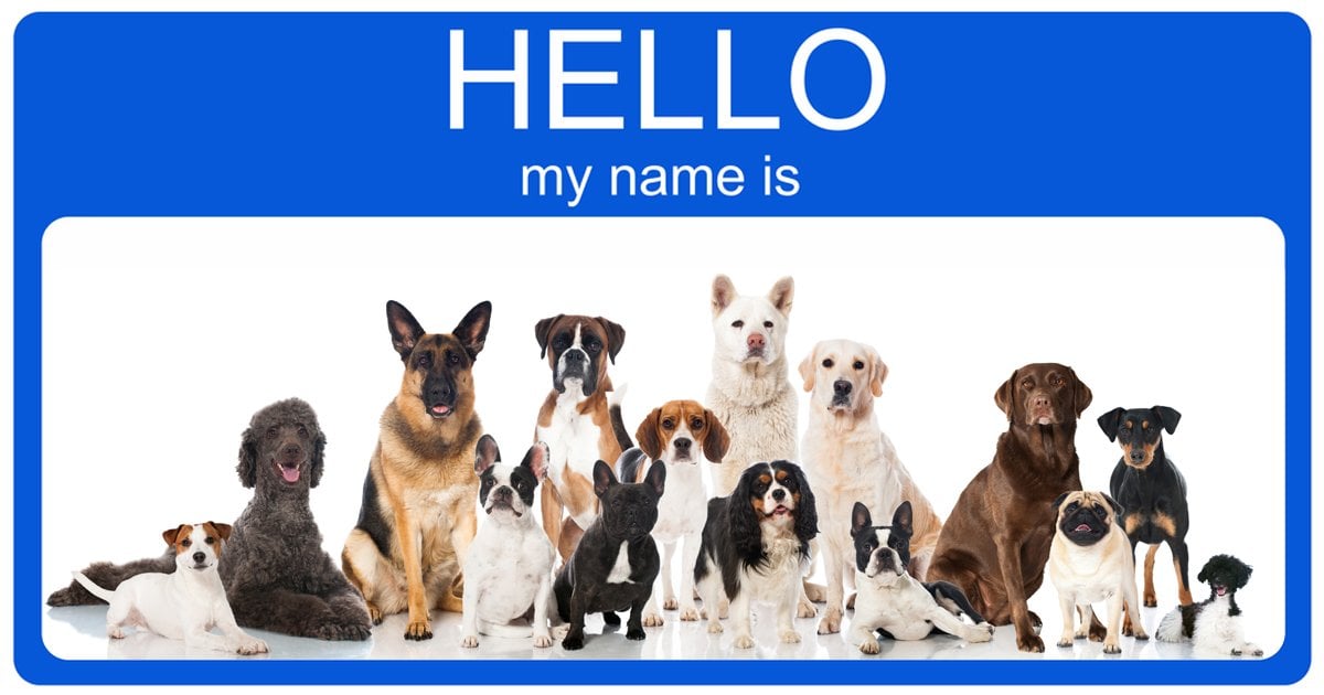 What are some creative names for dogs?