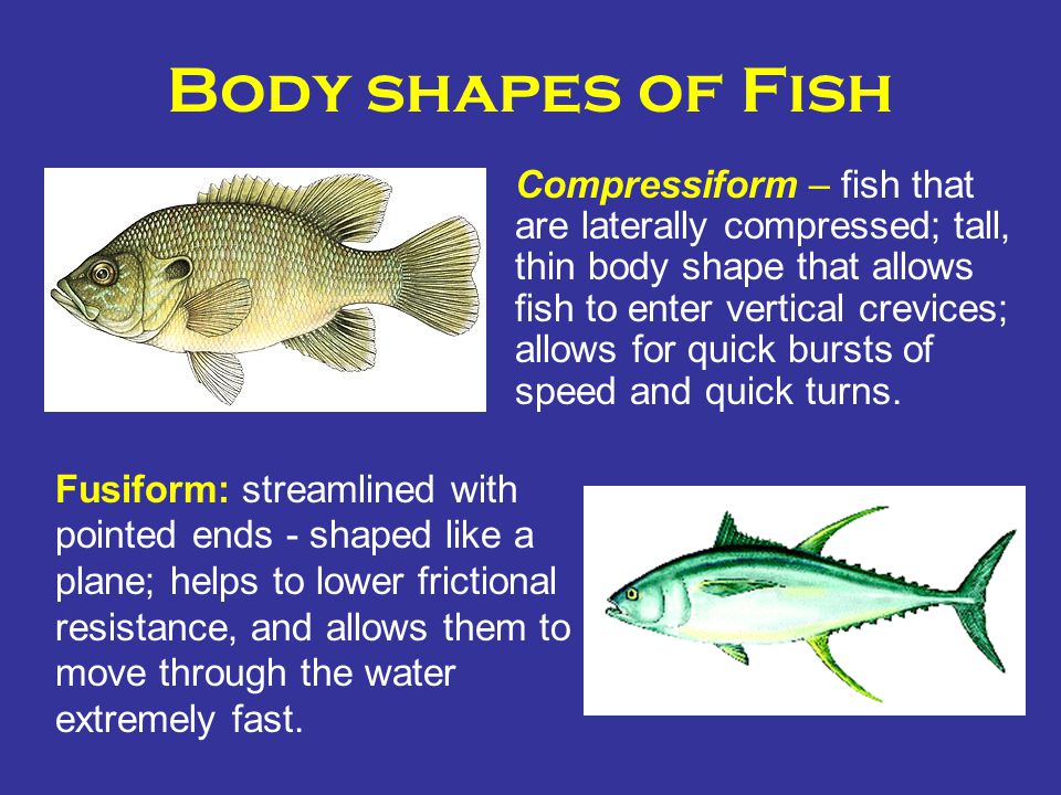 What are the 3 main types of body forms of fish?