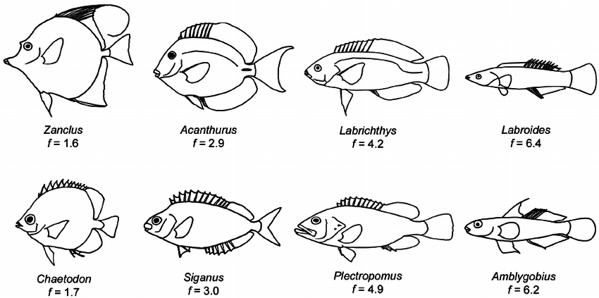 What are the 3 main types of body forms of fish? – Animal Shelters