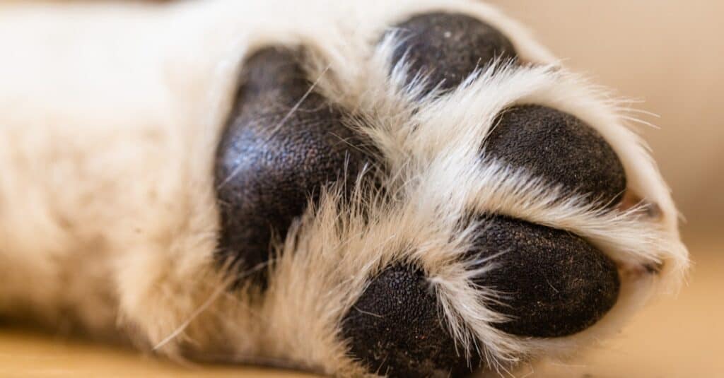 What are the parts of a dog's paw?