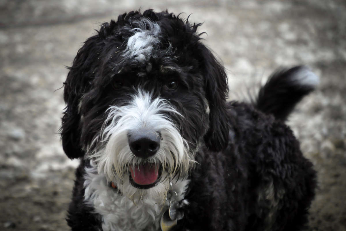 What are the pros and cons of a Bernedoodle?