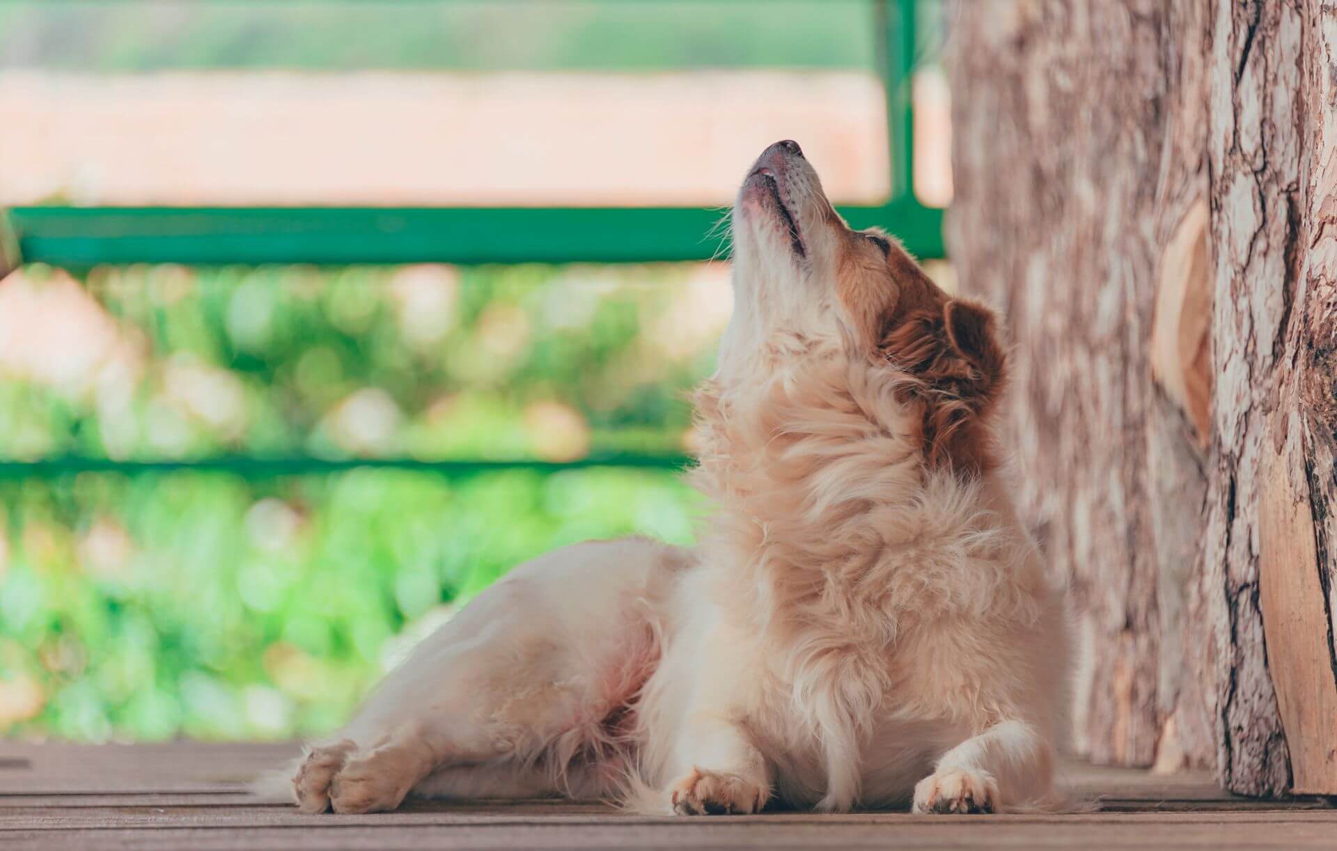 What are the side effects of Advantix for dogs?