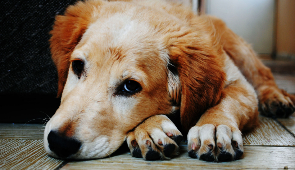 What are the signs of a dog dying from cancer?