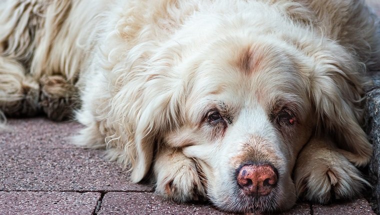 What are the symptoms of iron deficiency in dogs?