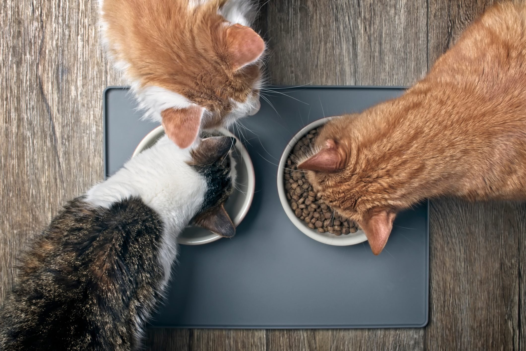 What are the top 5 healthiest cat foods?