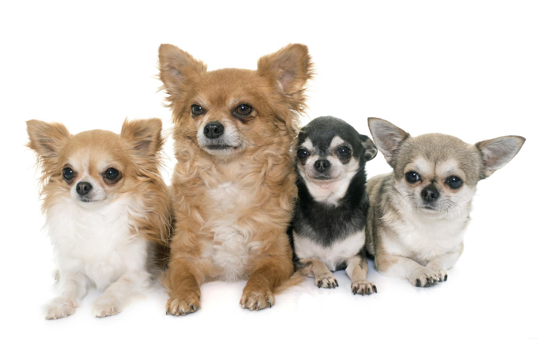 What are the two varieties of Chihuahua?