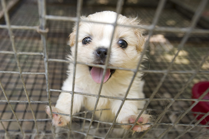 What are the worst states for puppy mills?