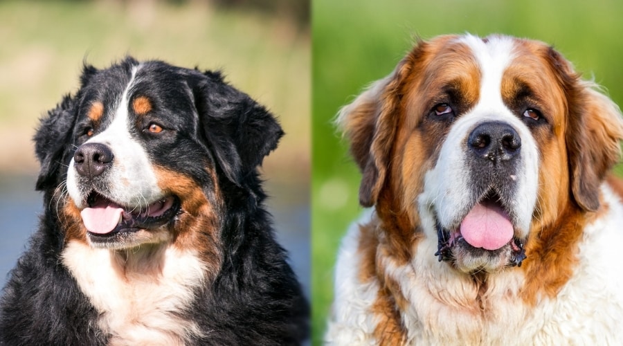 What breed is similar to St. Bernard?
