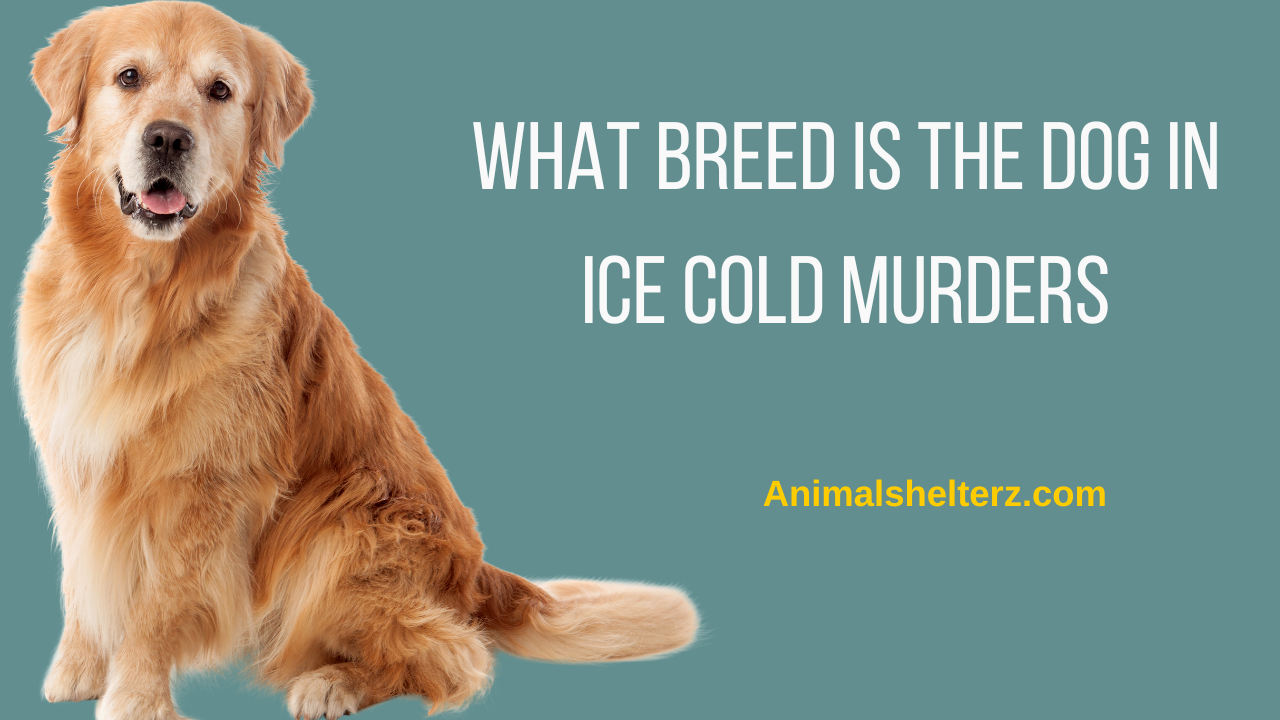 What breed is the dog in ice cold murders?