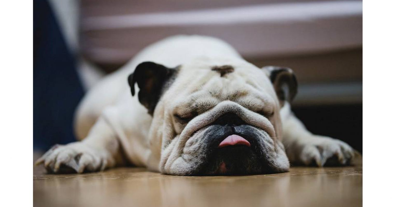 What breed of dogs snore?