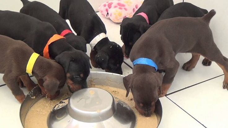 What can 4 week old puppies eat?