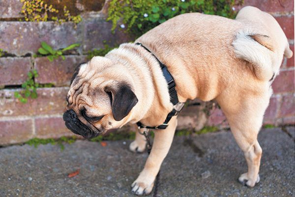 What can cause hematuria in dogs?