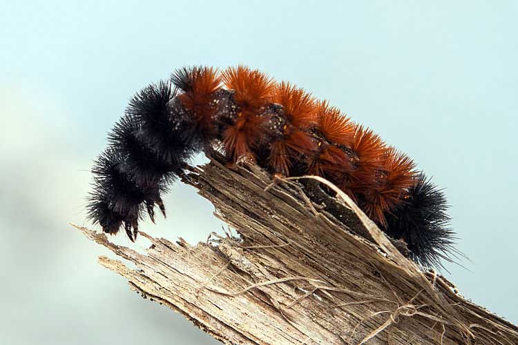 What caterpillars are toxic to dogs?