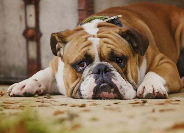 What causes iron deficiency dogs?