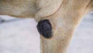 What color are cancerous tumors on dogs?